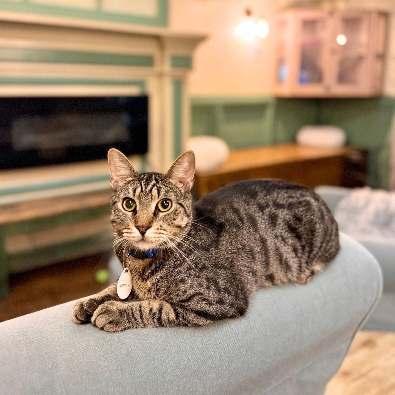 Enlarge Ocean's 12, a Adoptable Domestic Short Hair in Brooklyn, NY image 2/3