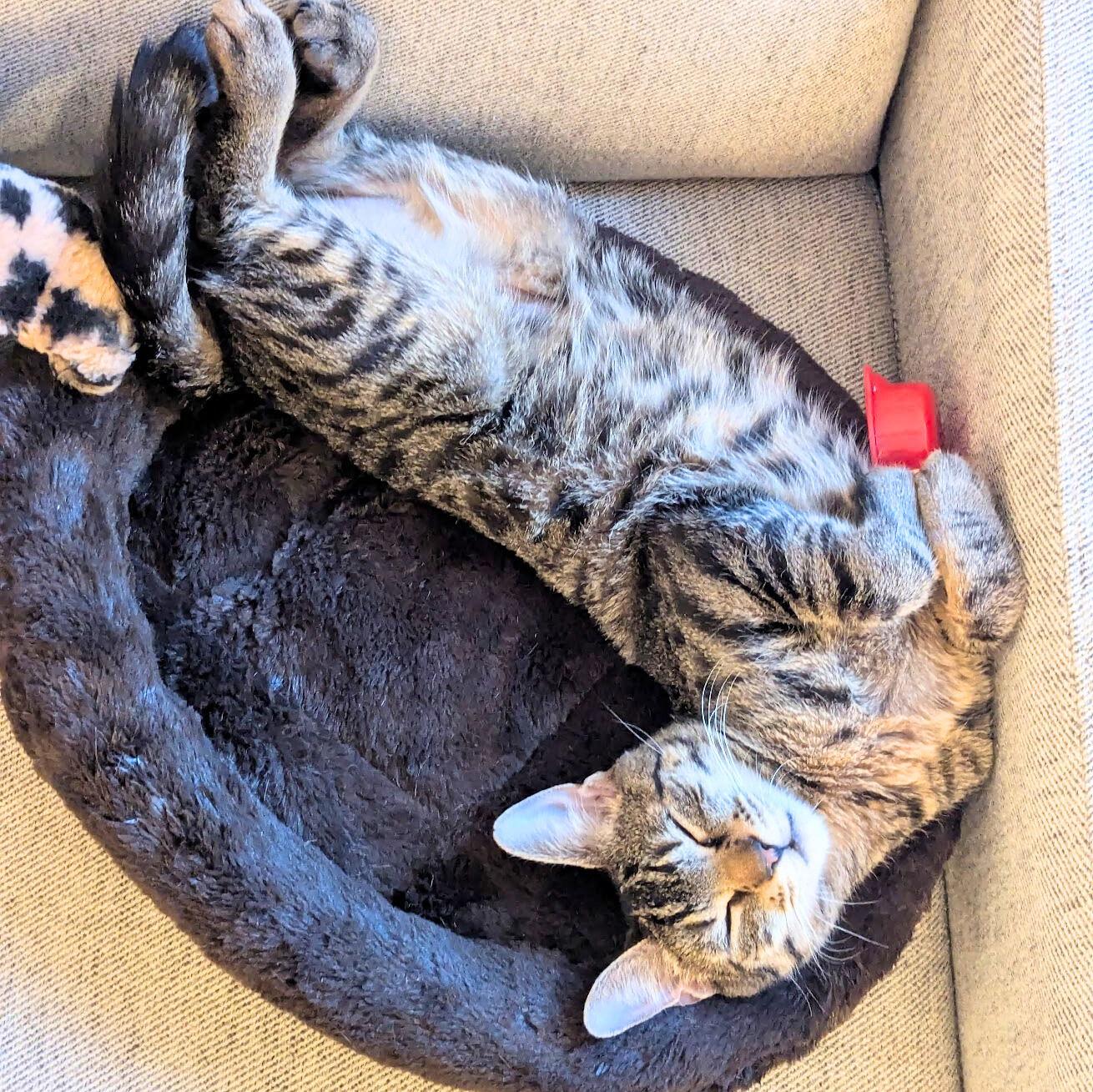 Enlarge Ocean's 12, a Adoptable Domestic Short Hair in Brooklyn, NY image 3/3