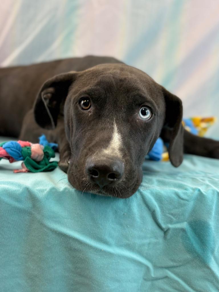 Enlarge Blue eye, a Adoptable mixed breed in Nacogdoches, TX image 1/5