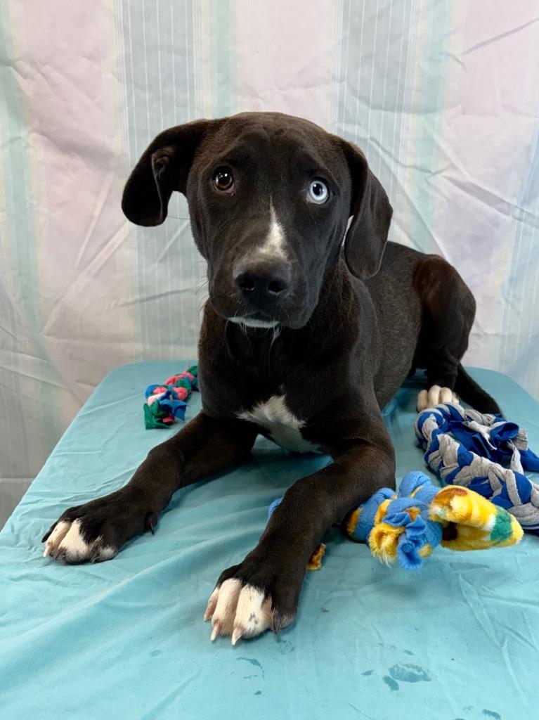Enlarge Blue eye, a Adoptable mixed breed in Nacogdoches, TX image 2/5