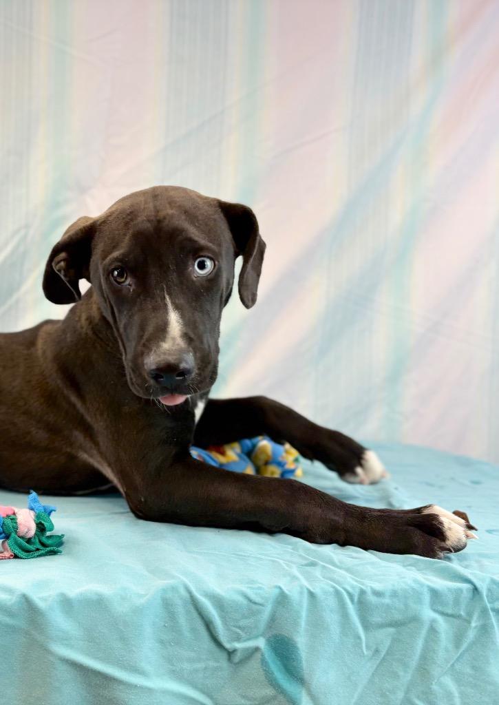 Enlarge Blue eye, a Adoptable mixed breed in Nacogdoches, TX image 3/5