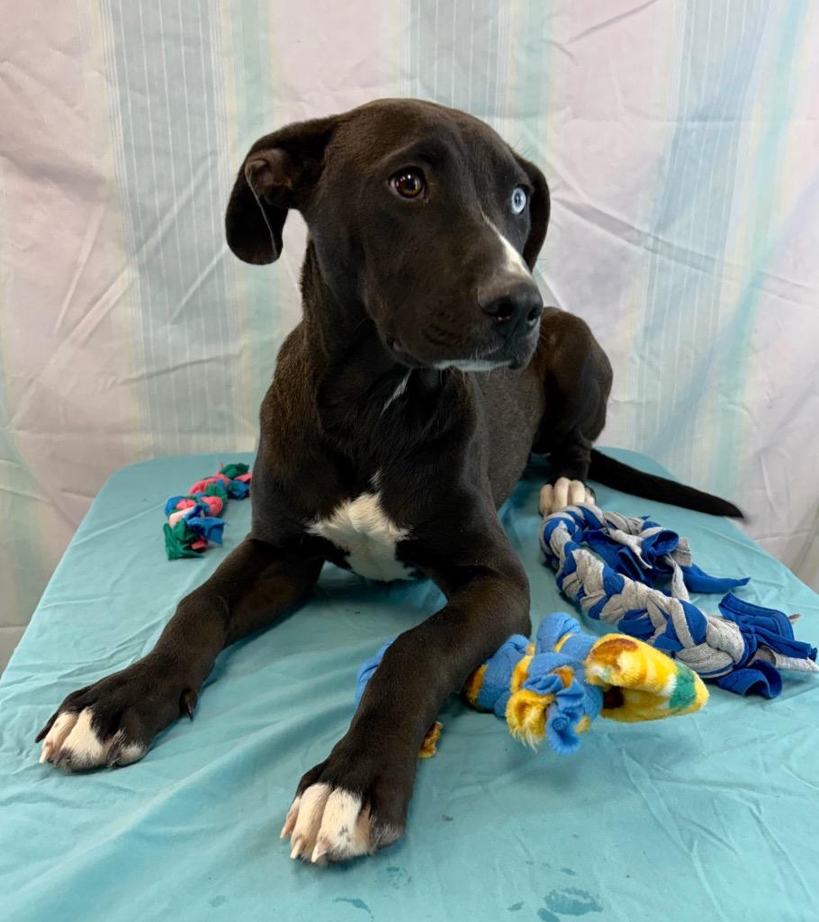 Enlarge Blue eye, a Adoptable mixed breed in Nacogdoches, TX image 4/5