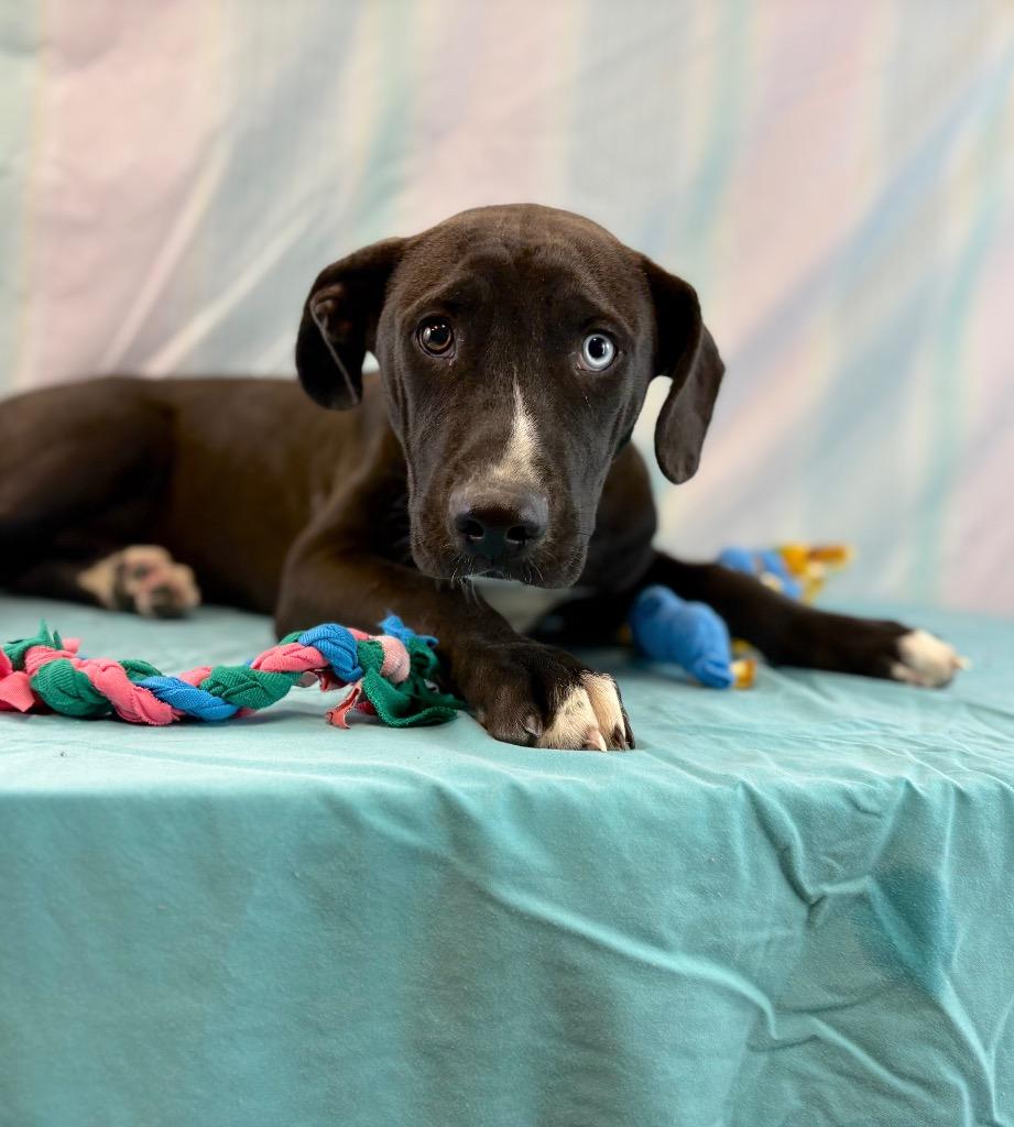 Enlarge Blue eye, a Adoptable mixed breed in Nacogdoches, TX image 5/5