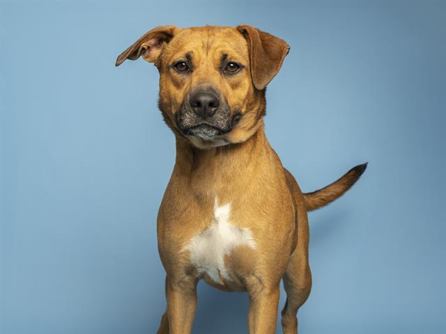 Enlarge PIXA, a Adoptable Pit Bull Terrier in Phoenix, AZ image 1/1