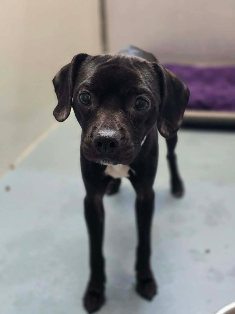 Tito, Adoptable, Young Male Chihuahua & Terrier.