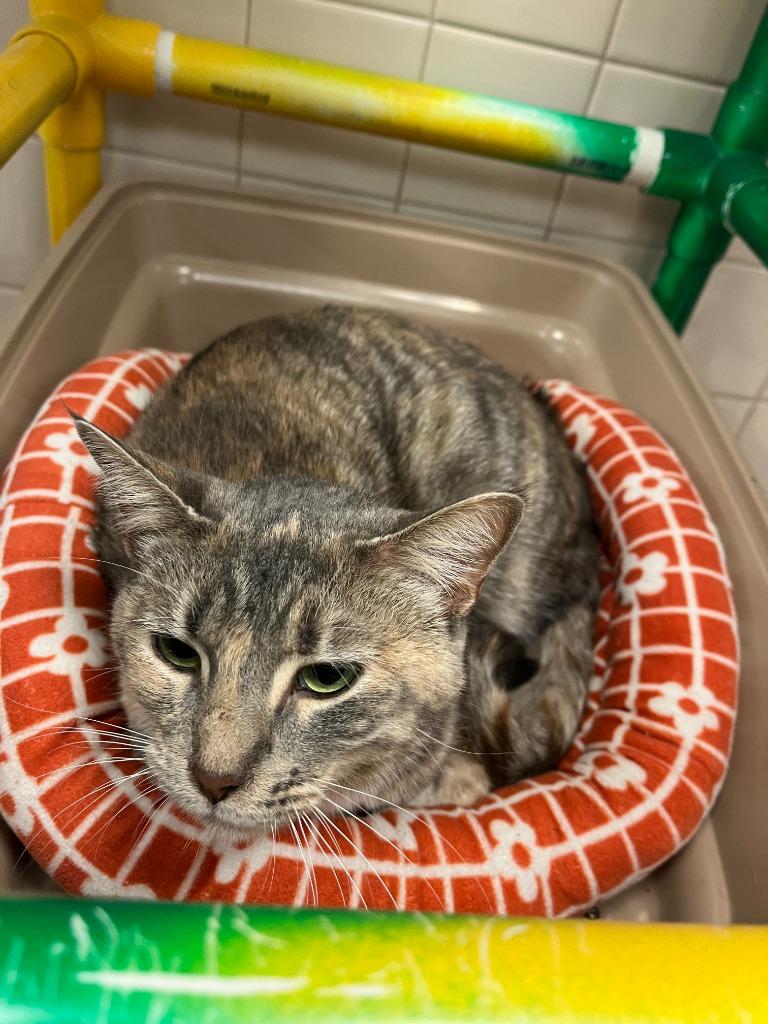 Enlarge PetCo Condo #2 Jinx, a Adoptable mixed breed in Greenville, TX image 1/3