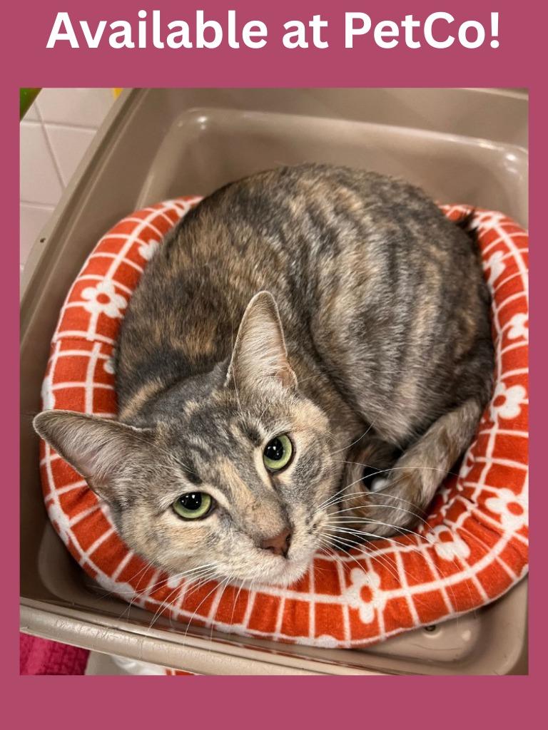 Enlarge PetCo Condo #2 Jinx, a Adoptable mixed breed in Greenville, TX image 3/3