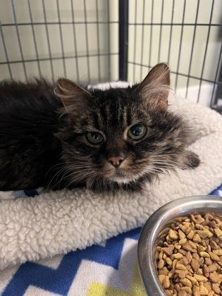 Pippin, ADOPTABLE, Senior Female Domestic Long Hair.