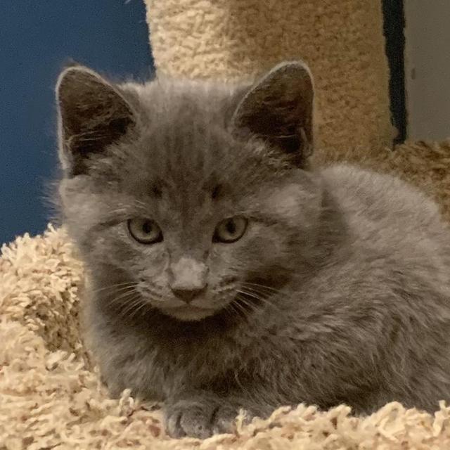 Brienne, Adopted, Adult Female Domestic Short Hair.