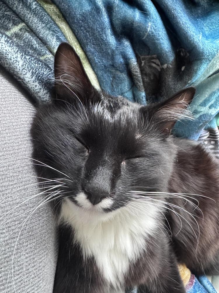 Bandit, a Adoptable Domestic Long Hair in GREENVILLE, SC image 1/6