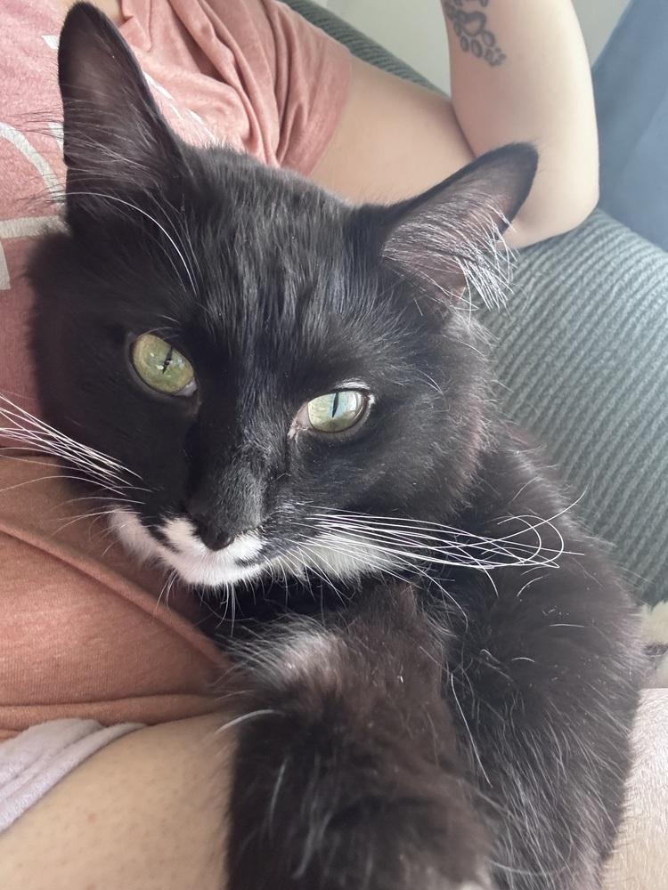 Bandit, a Adoptable Domestic Long Hair in GREENVILLE, SC image 2/6