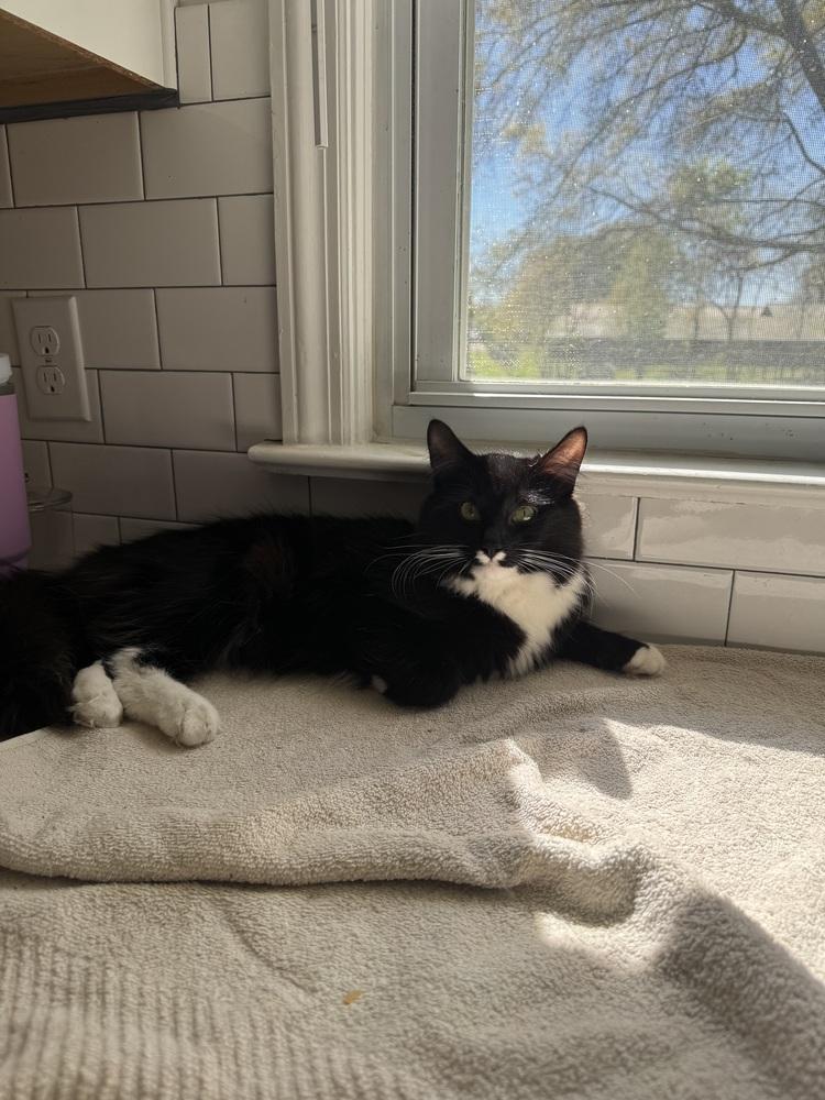 Bandit, Adoptable, Adult Male Domestic Long Hair.