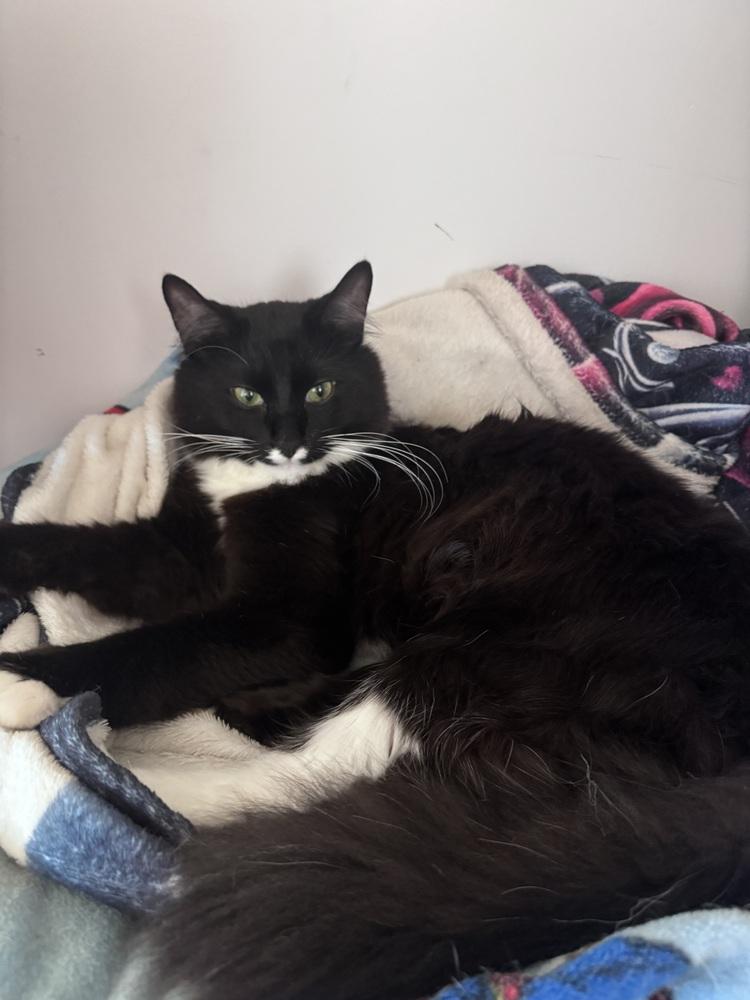 Bandit, a Adoptable Domestic Long Hair in GREENVILLE, SC image 3/6