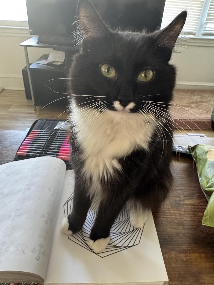 Enlarge Bandit, a Adoptable Domestic Long Hair in GREENVILLE, SC image 2/6