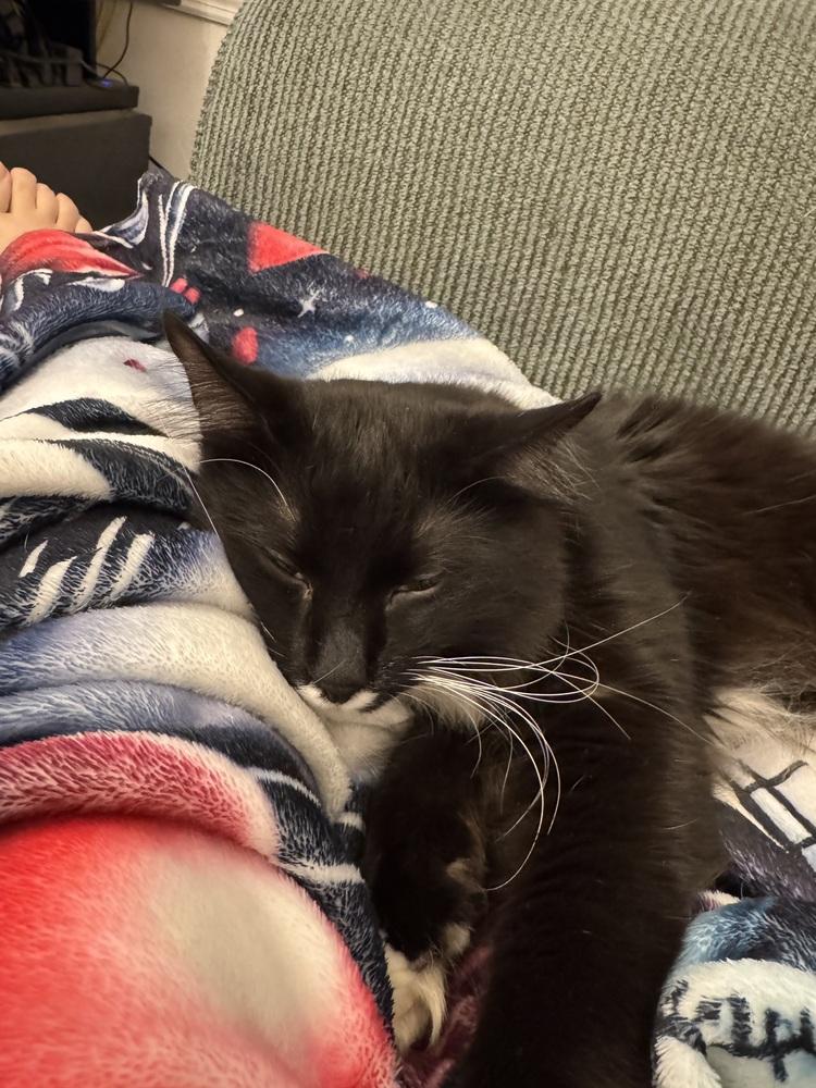 Enlarge Bandit, a Adoptable Domestic Long Hair in GREENVILLE, SC image 3/6