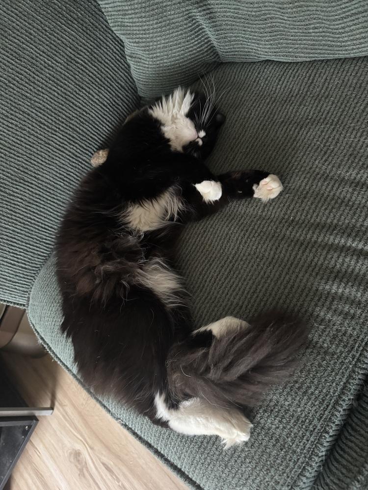 Enlarge Bandit, a Adoptable Domestic Long Hair in GREENVILLE, SC image 4/6