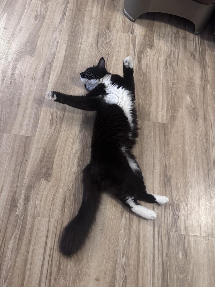 Bandit, a Adoptable Domestic Long Hair in GREENVILLE, SC image 6/6