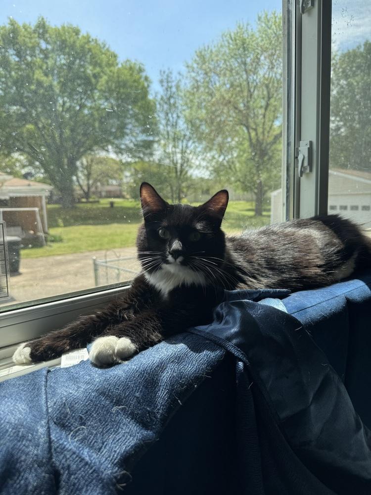 Enlarge Bandit, a Adoptable Domestic Long Hair in GREENVILLE, SC image 5/6