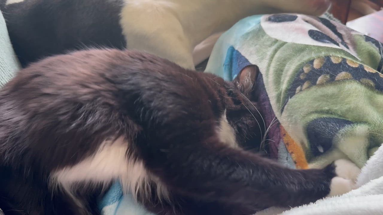 Enlarge Bandit, a Adoptable Domestic Long Hair in GREENVILLE, SC video 5/6