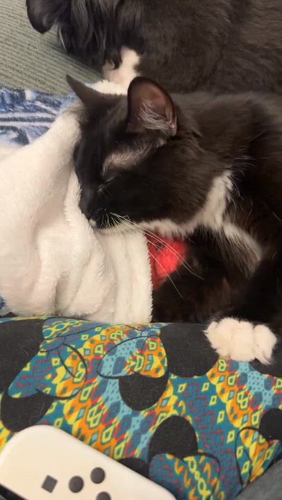Enlarge Bandit, a Adoptable Domestic Long Hair in GREENVILLE, SC video 6/6