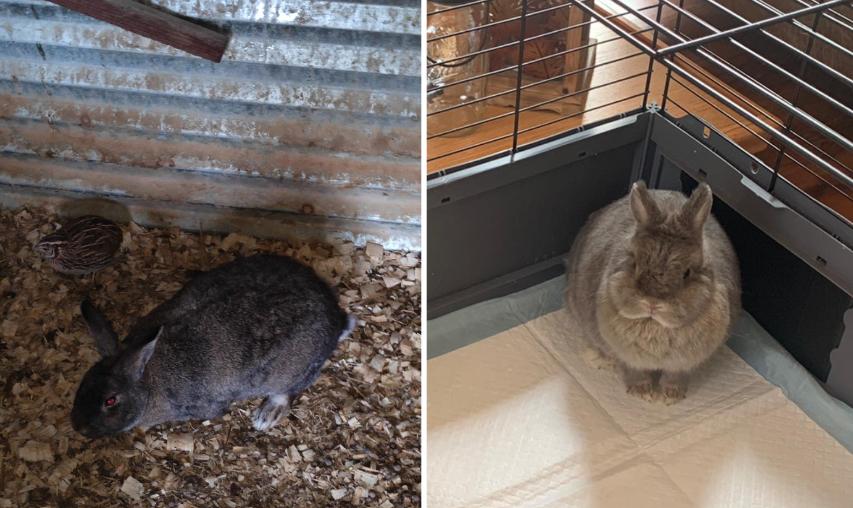 *Joey [& Luna]*, Adopted, Adult Male Rex.