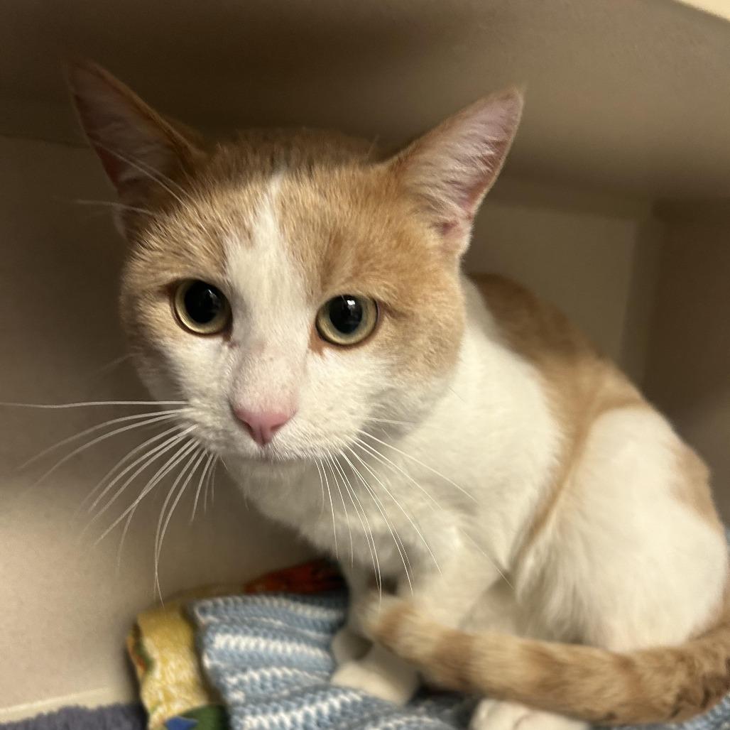 Enlarge Knick Knack, a Adoptable Domestic Medium Hair in Durango, CO image 1/1