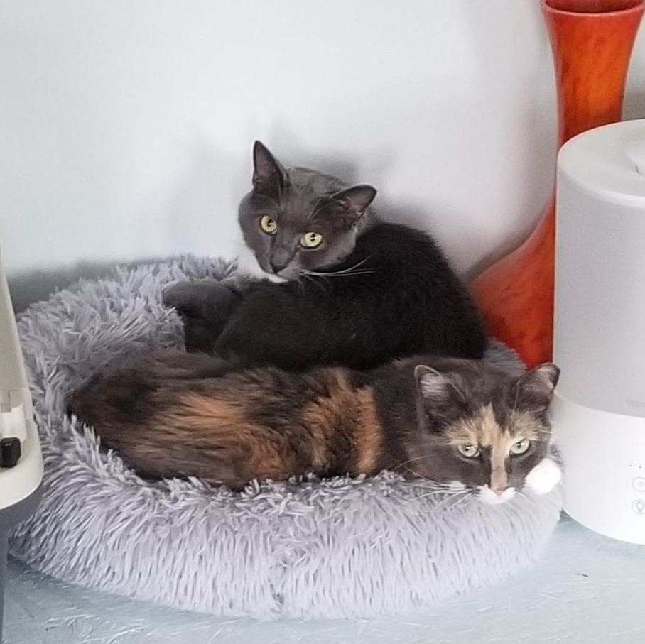 Enlarge Dahlia, a Adoptable mixed breed in Bel Air, MD image 1/4