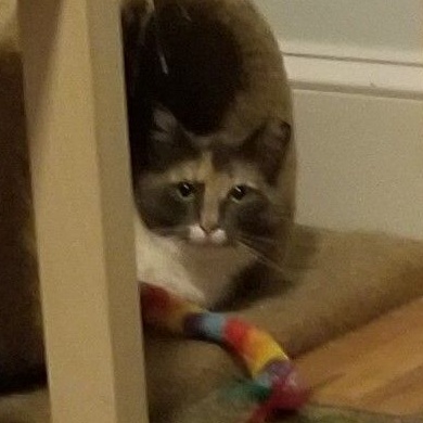 Enlarge Dahlia, a Adoptable mixed breed in Bel Air, MD image 4/4