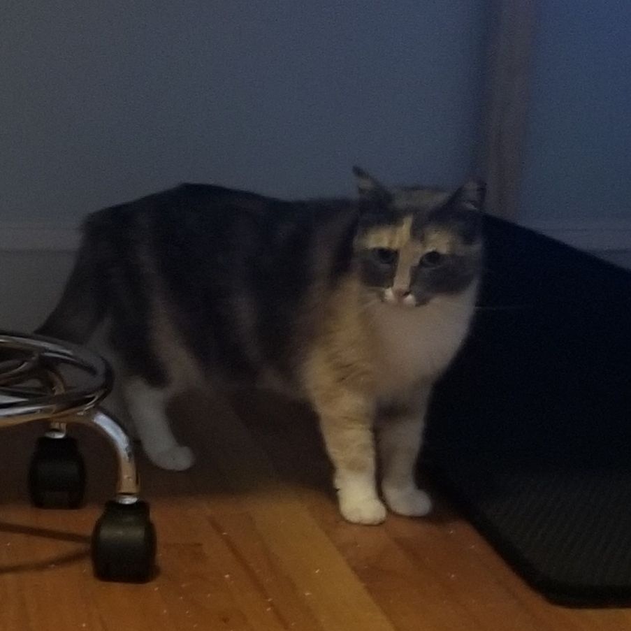 Enlarge Dahlia, a Adoptable mixed breed in Bel Air, MD image 2/4