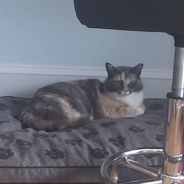 Enlarge Dahlia, a Adoptable mixed breed in Bel Air, MD image 3/4