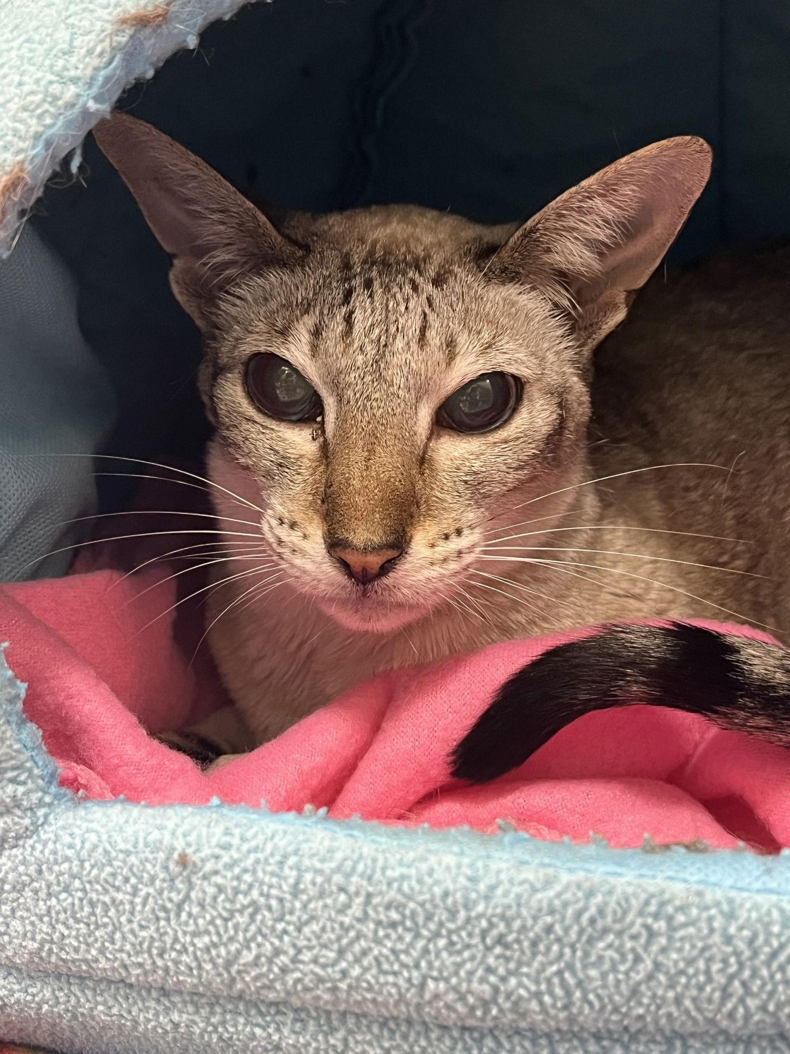 Pixie Dust, Adoptable, Senior Female Siamese.