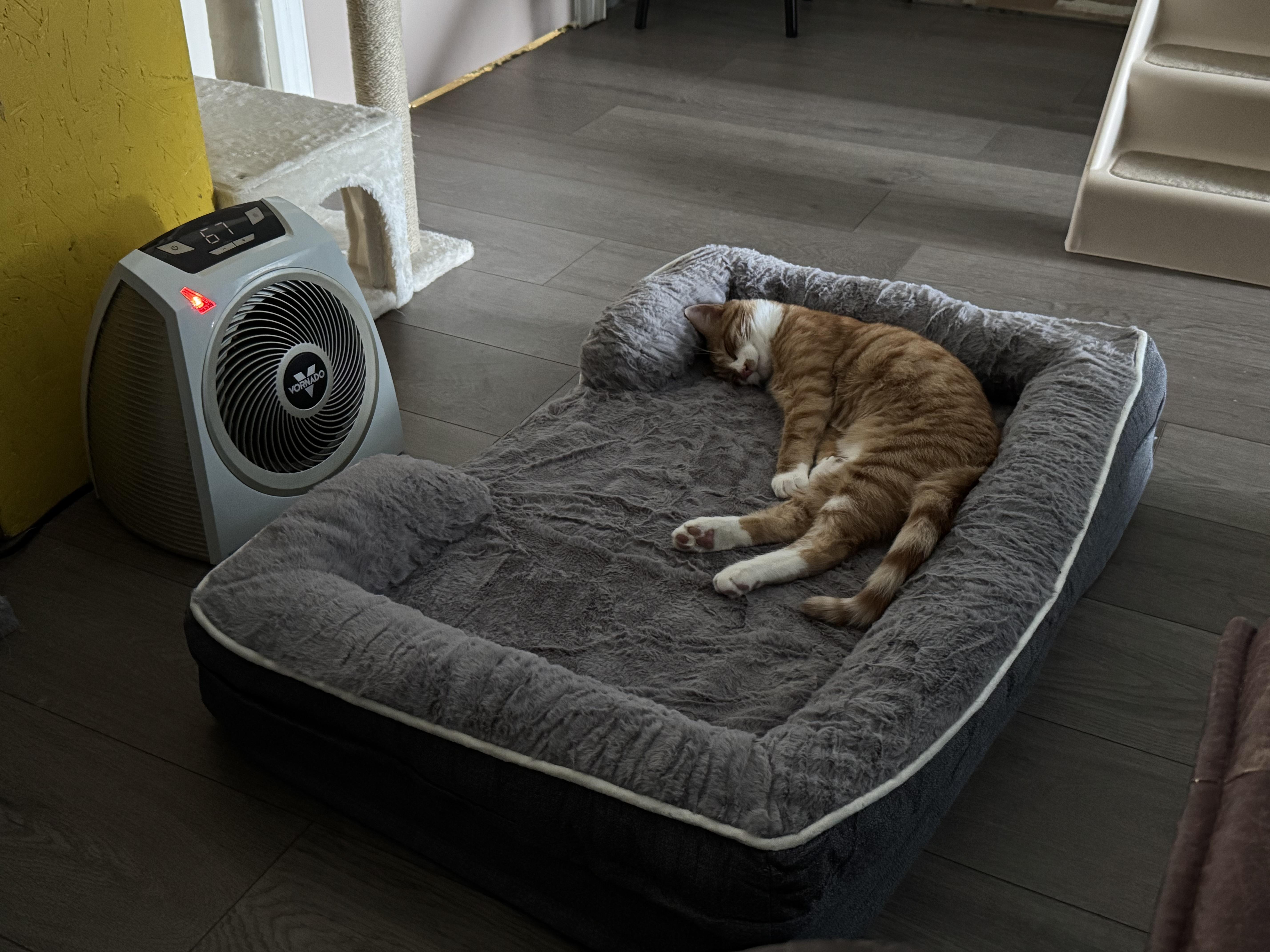 Enlarge Kobe, Sweet and Funny Yappy TRUE Orange Older Kitten, a Adoptable American Shorthair in Mt Airy, NC image 5/5