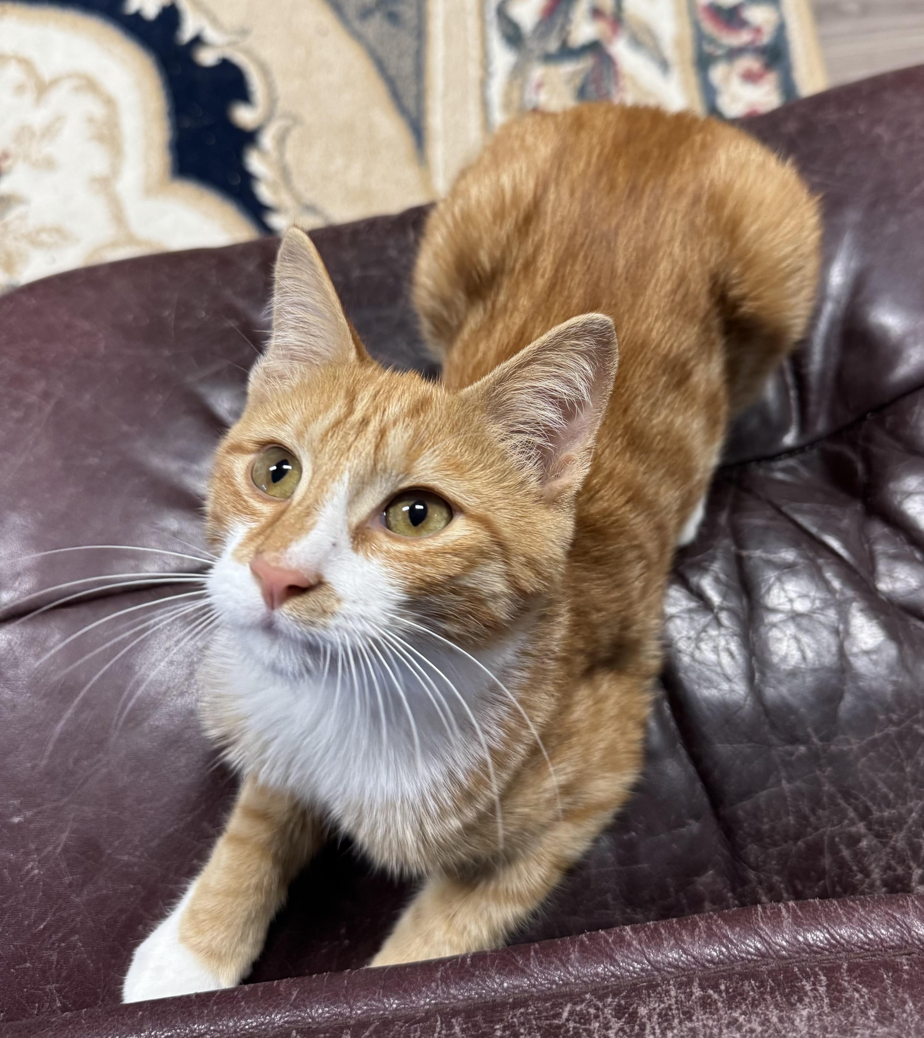 Enlarge Kobe, Sweet and Funny Yappy TRUE Orange Older Kitten, a Adoptable American Shorthair in Mt Airy, NC image 3/5