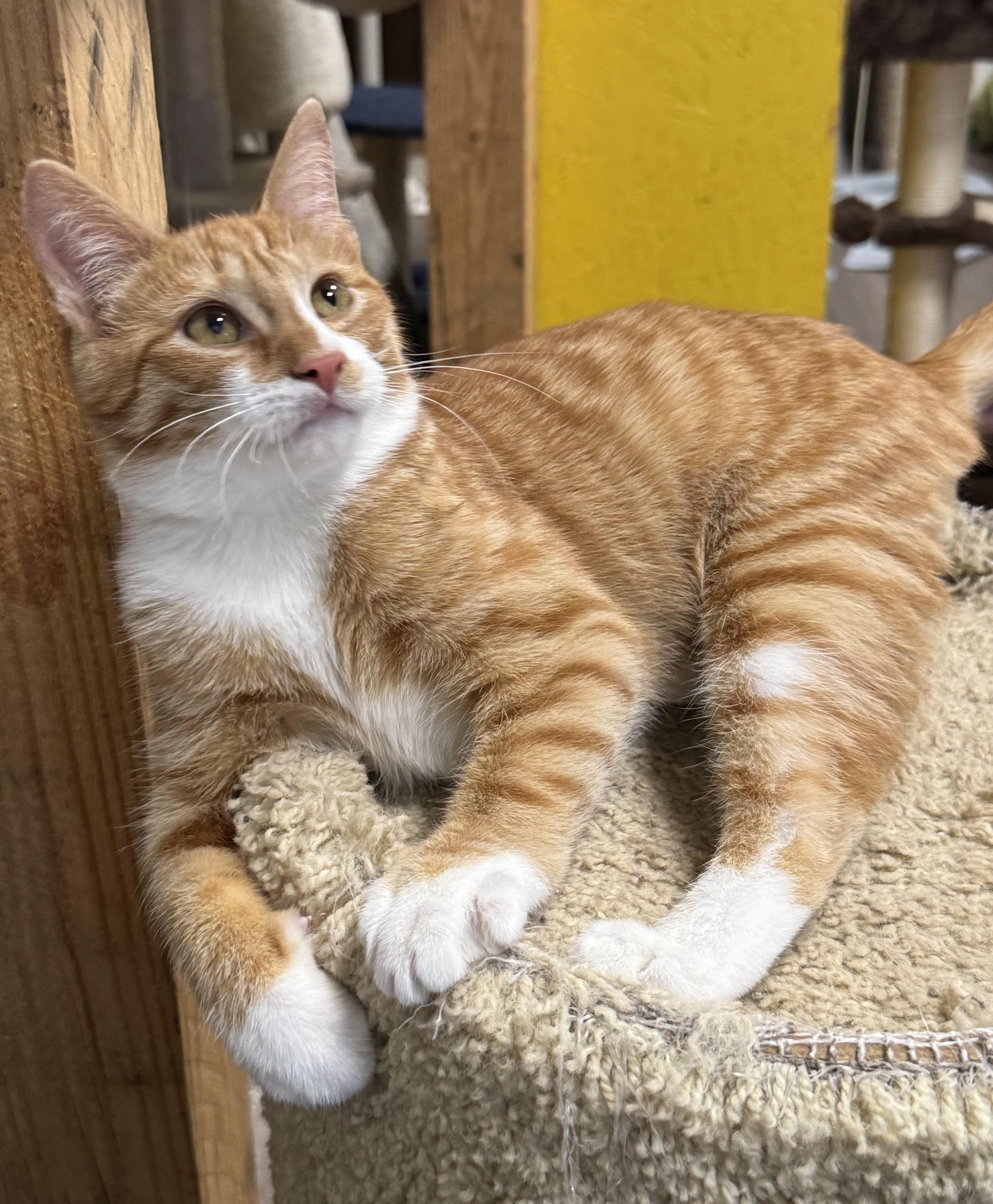 Enlarge Kobe, Sweet and Funny Yappy TRUE Orange Older Kitten, a Adoptable American Shorthair in Mt Airy, NC image 4/5