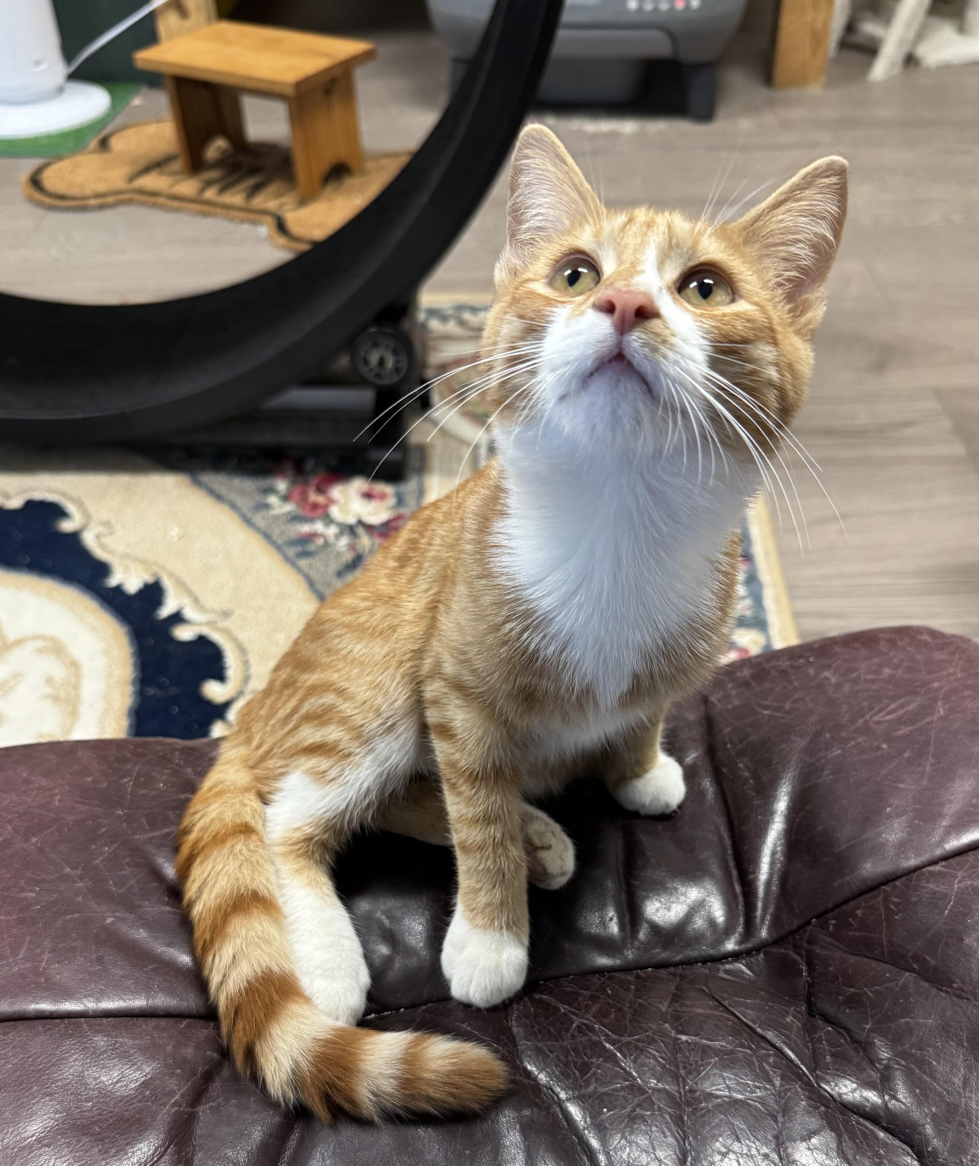 Enlarge Kobe, Sweet and Funny Yappy TRUE Orange Older Kitten, a Adoptable American Shorthair in Mt Airy, NC image 2/5