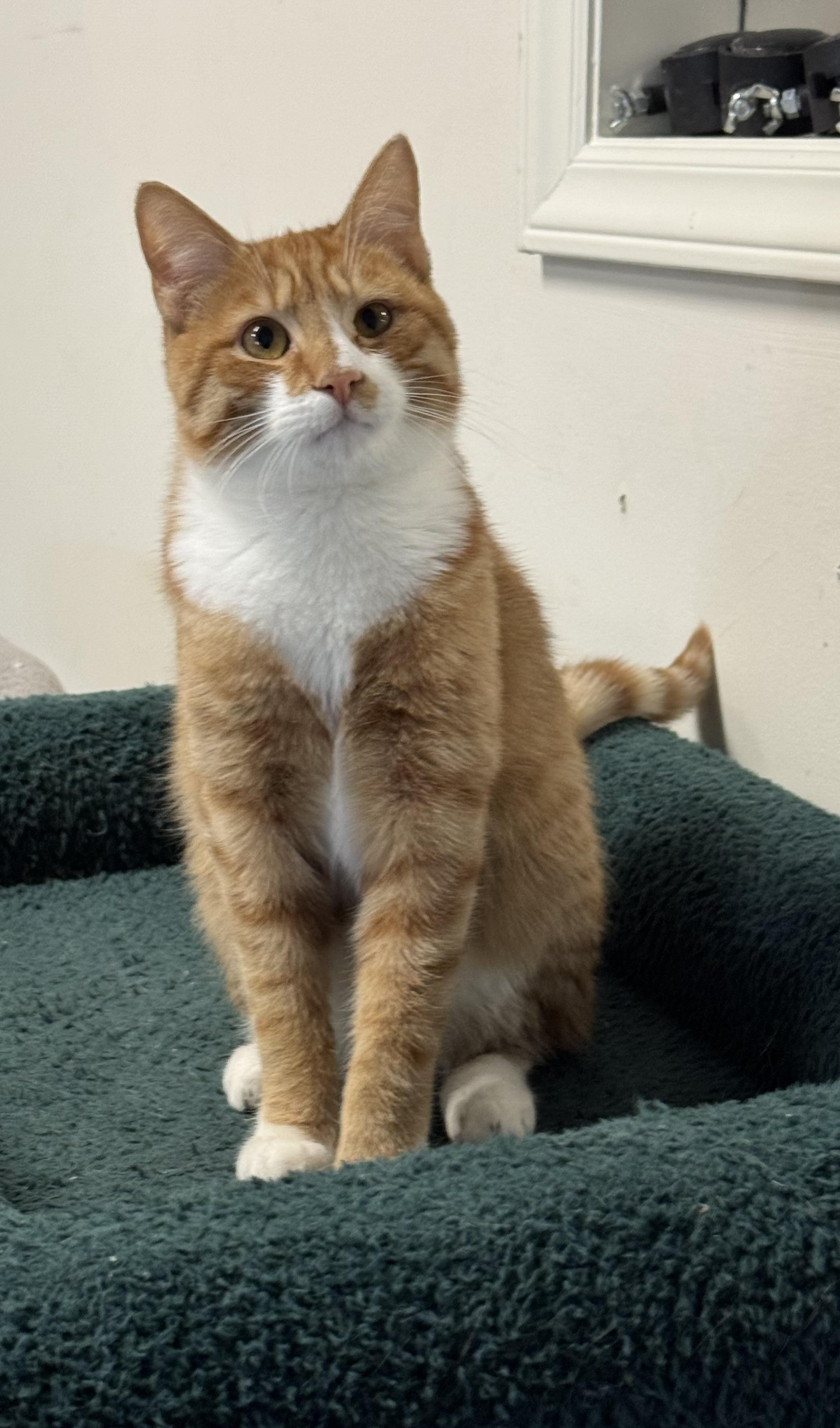 Kobe, Sweet and Funny Yappy TRUE Orange Older Kitten, Adoptable, Young Male American Shorthair.