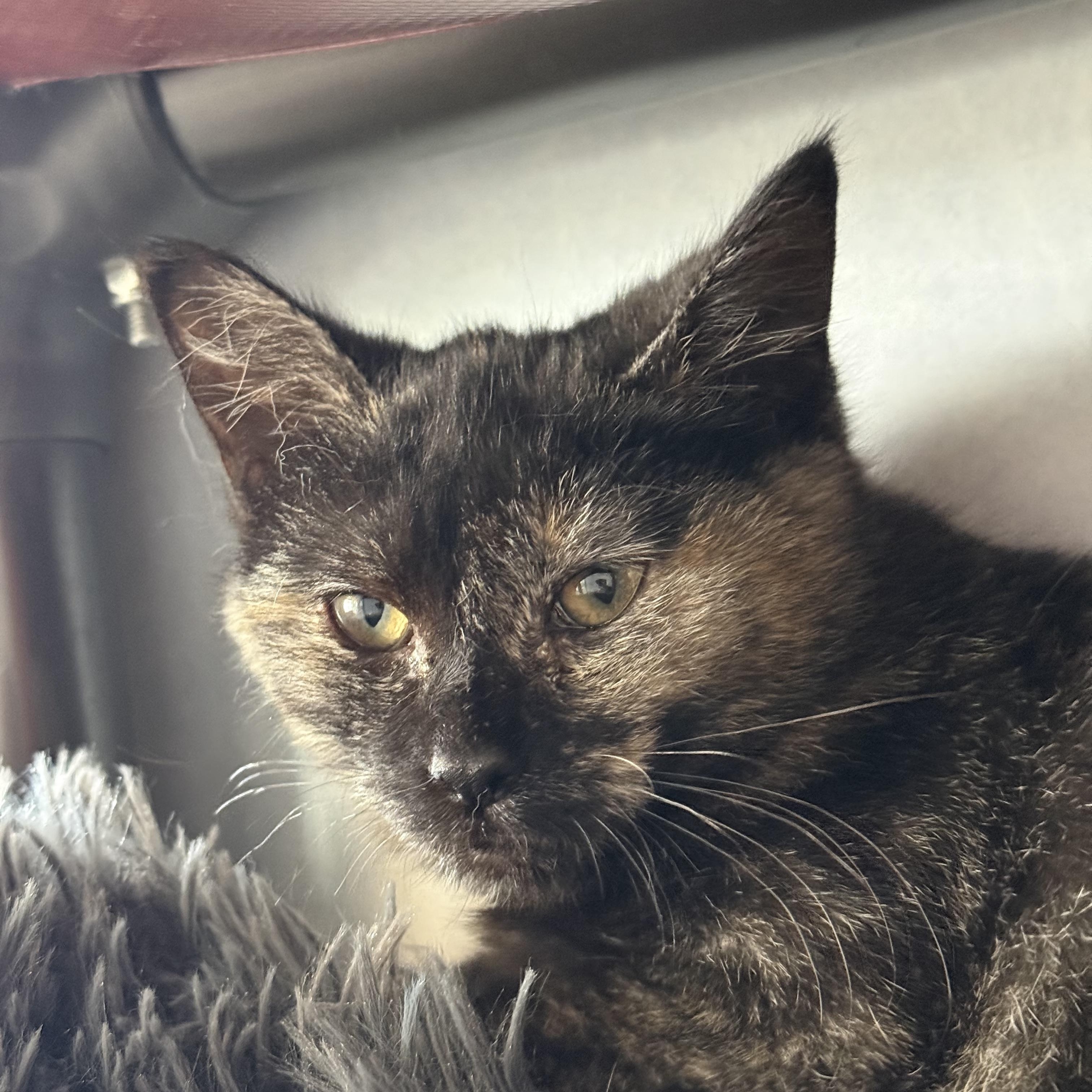 Enlarge Spooky, an adoptable mixed breed in Eagle, CO image 2/2