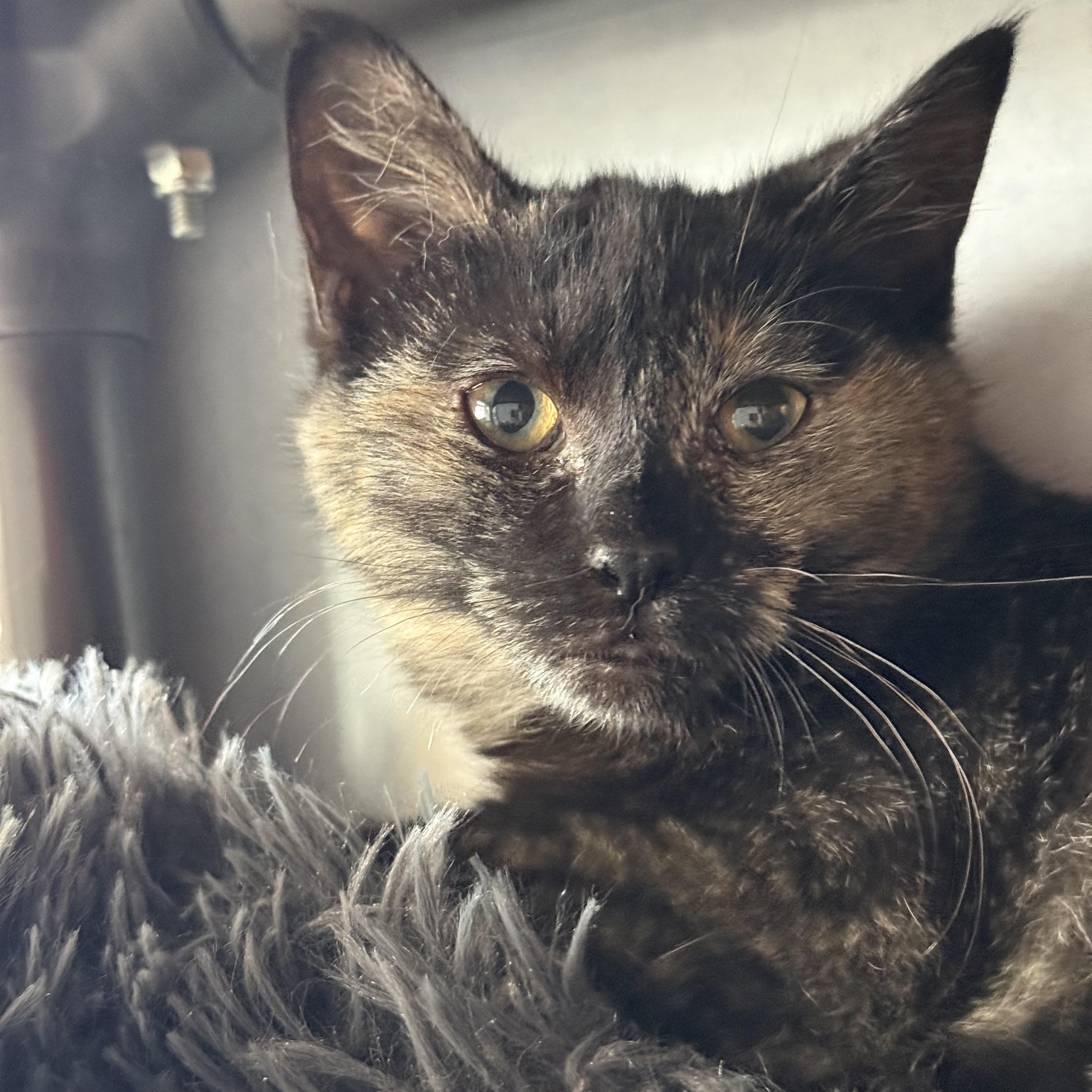 Spooky, adoptable, Kitten Female Domestic Short Hair & Tortoiseshell.