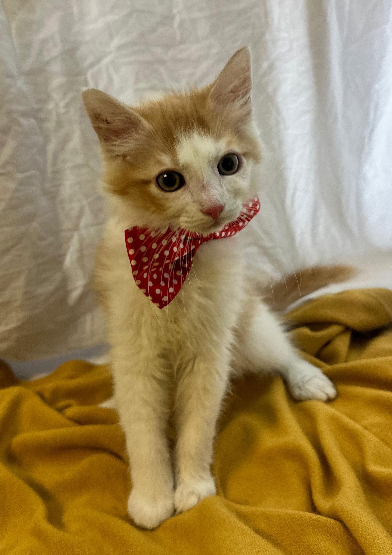 GEORGIO, Adopted, Kitten Male Domestic Medium Hair.