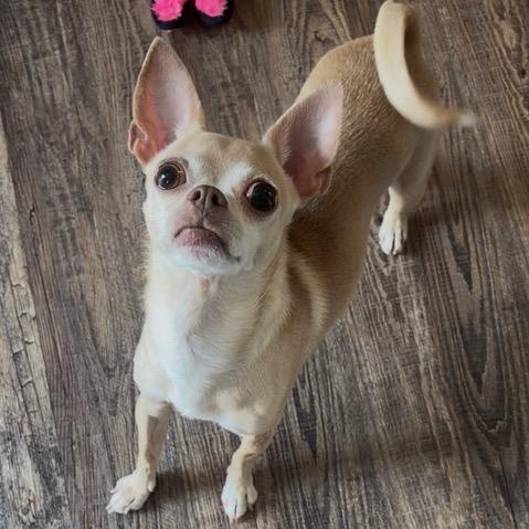 Luna, a ADOPTABLE mixed breed in Scarborough, ON image 3/6