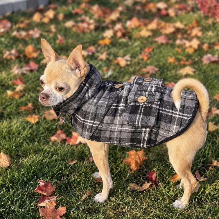 Enlarge Luna 99.00 ADOPTION FEE, a Adoptable mixed breed in Scarborough, ON image 5/6