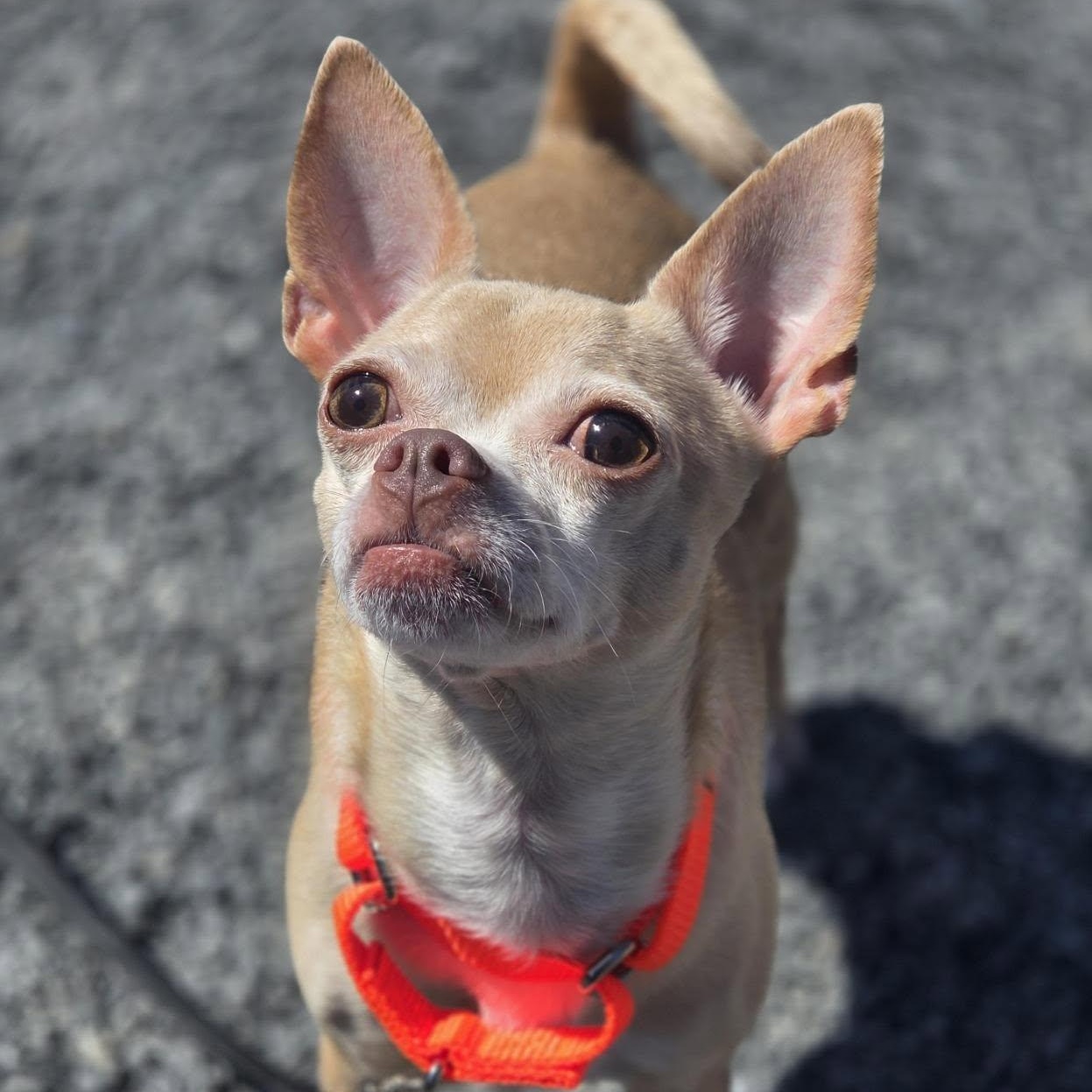 Luna, ADOPTABLE, Adult Female Chihuahua.