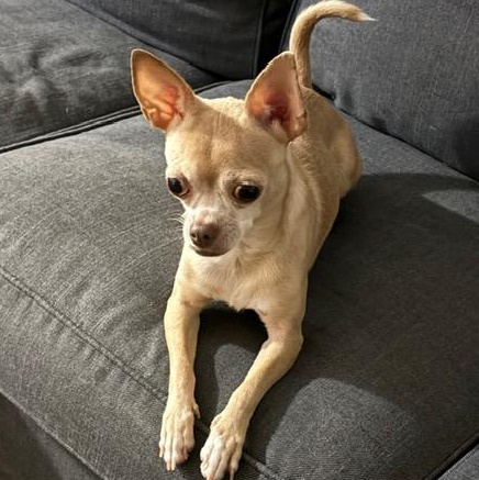 Luna, a ADOPTABLE mixed breed in Scarborough, ON image 2/6