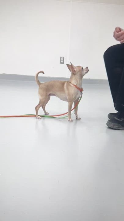 Enlarge Luna, a ADOPTABLE mixed breed in Scarborough, ON video 6/6