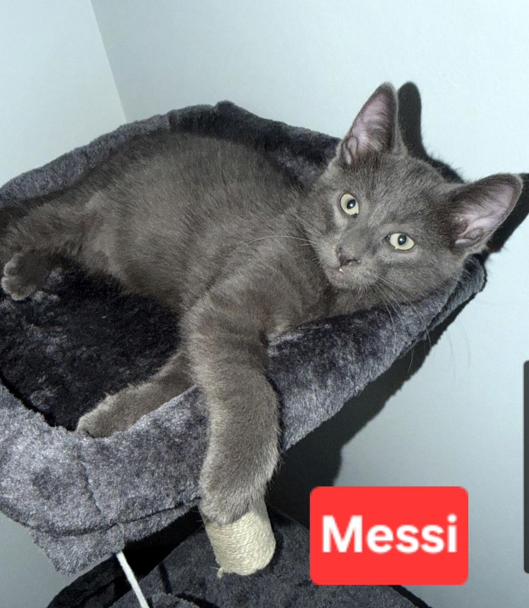 Enlarge Messi (siblings are Kane,Ronaldo, Beckham & Haaland), a Adopted Domestic Short Hair in Brighton, MI image 3/6