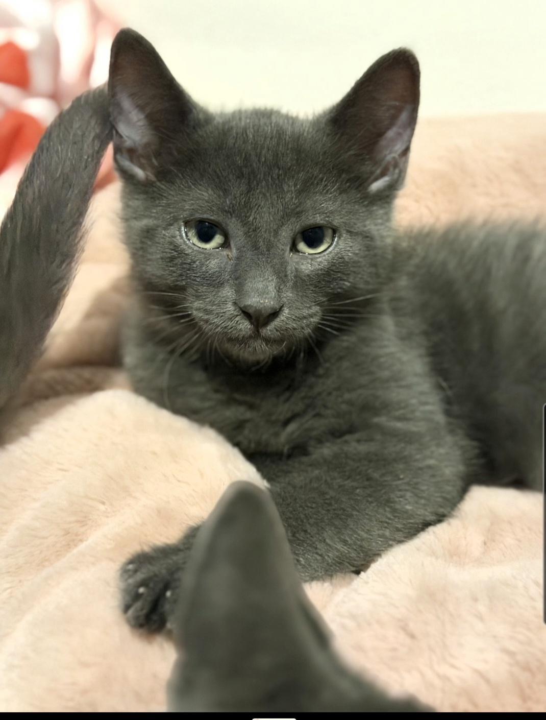 Enlarge Messi (siblings are Kane,Ronaldo, Beckham & Haaland), a Adopted Domestic Short Hair in Brighton, MI image 2/6