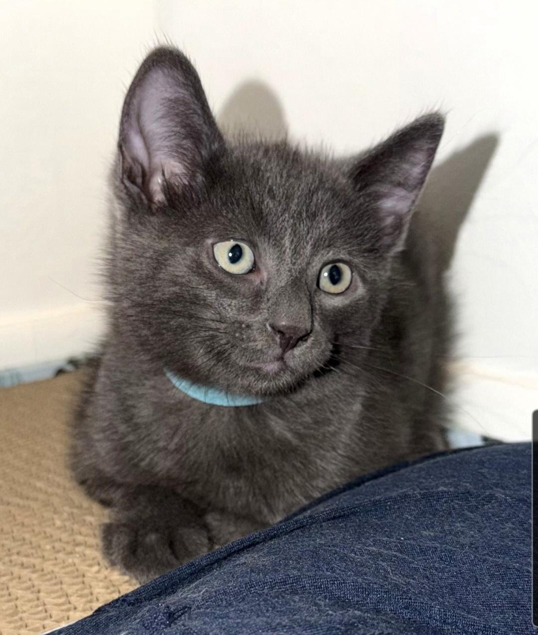 Enlarge Messi (siblings are Kane,Ronaldo, Beckham & Haaland), a Adopted Domestic Short Hair in Brighton, MI image 4/6