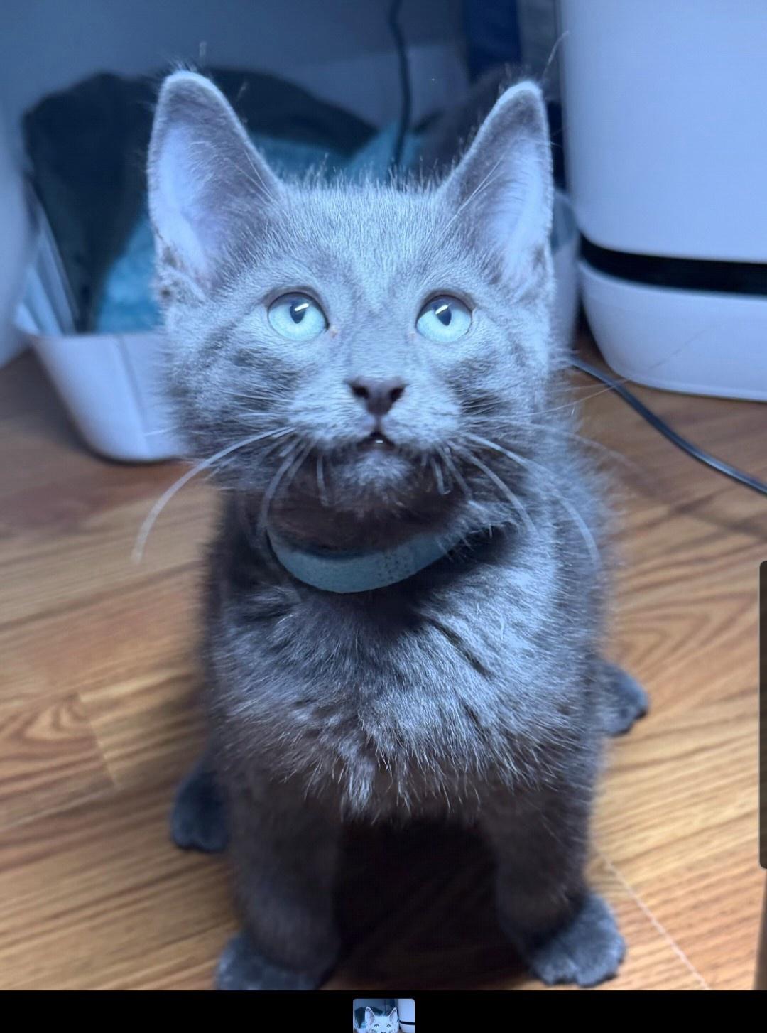 Enlarge Messi (siblings are Kane,Ronaldo, Beckham & Haaland), a Adopted Domestic Short Hair in Brighton, MI image 6/6