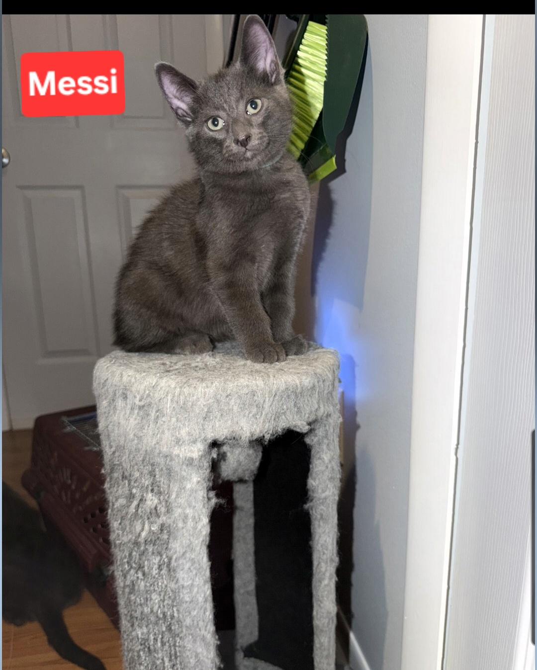 Enlarge Messi (siblings are Kane,Ronaldo, Beckham & Haaland), a Adopted Domestic Short Hair in Brighton, MI image 5/6