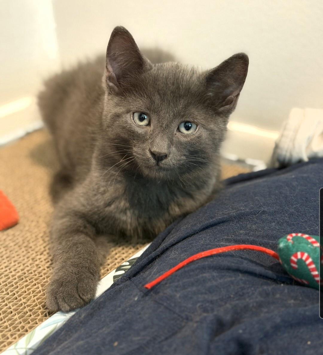 Messi (siblings are Kane,Ronaldo, Beckham & Haaland), Adopted, Kitten Male Domestic Short Hair.